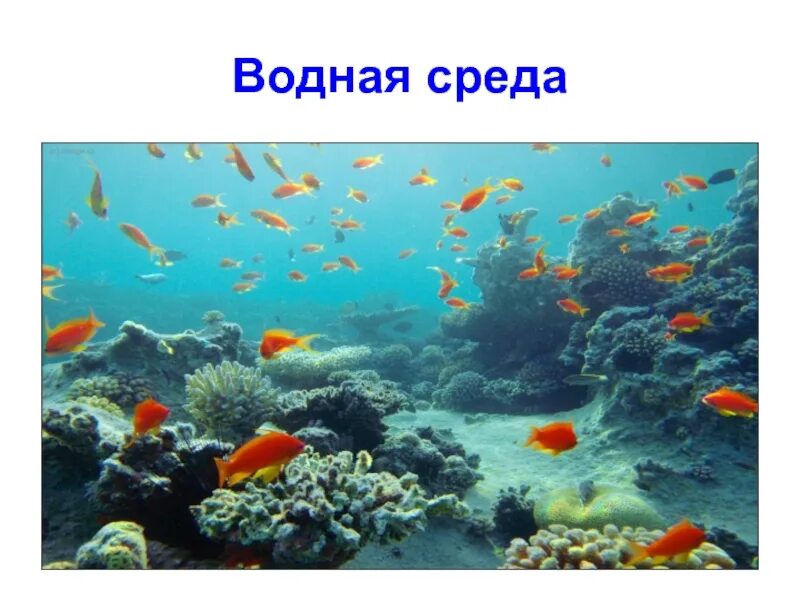 Водная среда. Водная среда доклад. Водная среда обитания фото. Обитатели водной среды слайды.