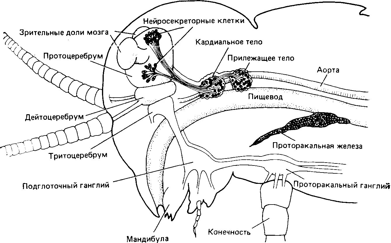 Ректальные железы. Железы насекомых. Механорецепторы это у насекомых. ПРОТОРАКАЛЬНЫЕ железы. Эндокринные железы насекомых.