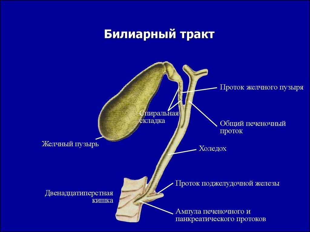 Расширенный желчный пузырь. Билиарный тракт анатомия. Строение желчного пузыря и протоков. Холедох 5 мм. Желчный пузырь и протоки анатомия.