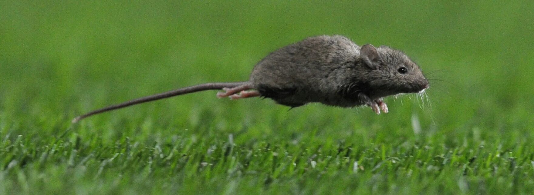 Мышь бежит. Крыса убегает. Мышь прыгает. Крыса бегает. Видео где бегает мышка