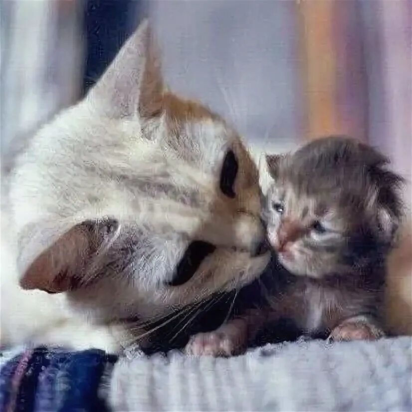Умывала мама кошка. Кошка умывает котенка. Кошка лижет котенка. Маленькие котята с матерью.. Мама кошка обнимает своего котенка.