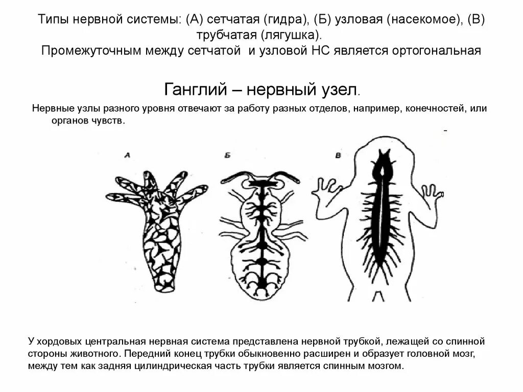 Гидра нервная система диффузного типа. Типы нервной системы диффузная Узловая трубчатая. Типы нервных систем сетчатая лестничная Узловая трубчатая. Тип нервной системы гидры.