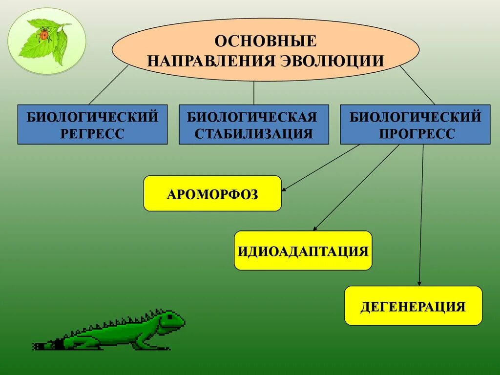 Первый биологический прогресс. Направления эволюции биология 9 класс. Направления эволюции ароморфоз идиоадаптация. Направления эволюции таблица регресс. Основные направления эволюции ароморфоз идиоадаптация.