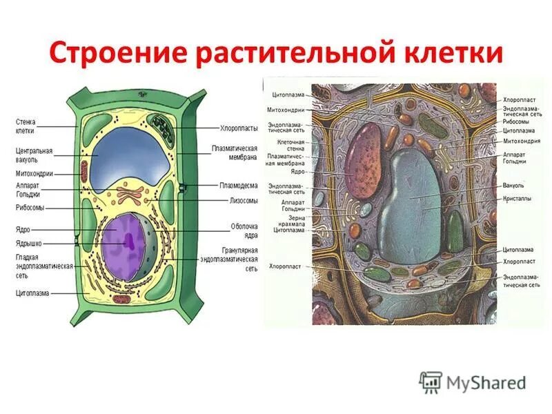 Какое строение растительной клетки. Какое строение растительной клетки. Какое строение растительной клетки. Строение растительной клетки 6 класс. Строение растит клетки.