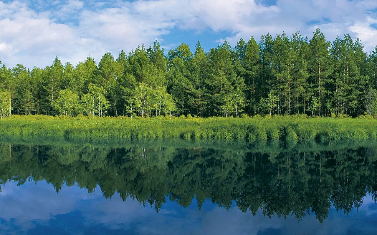 Простор сибирской реки хвойный лес. Панорама леса. Лес панорама. Природа Сибири.
