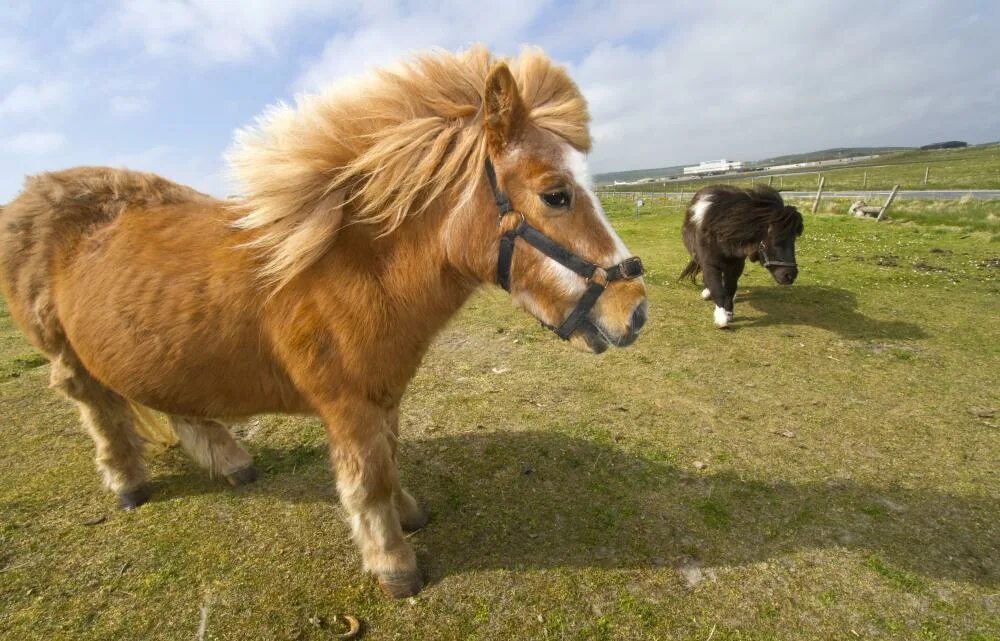 Pony фото. Шетлендский пони. Жеребенок шотландского пони. Лошадь Шетландский пони. Шетлендский пони рыжий.