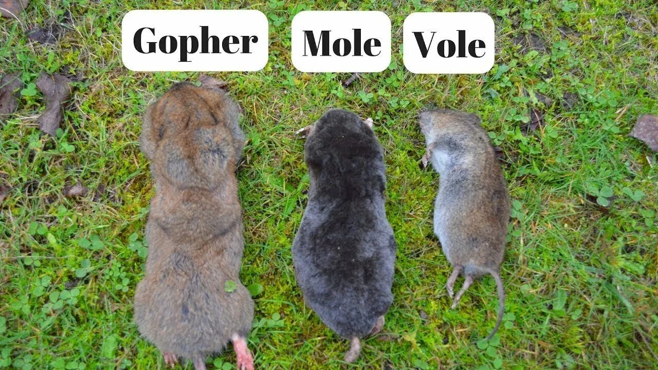Mole на русском. Кроты хомяки. mole перевод. gopher protocol. gopher перевод.