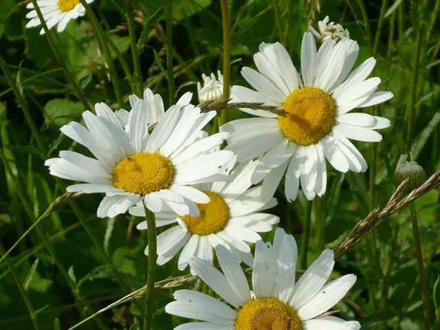 контакты ромашка