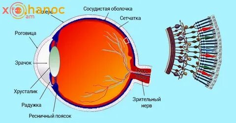 Цвета колбочек в глазу