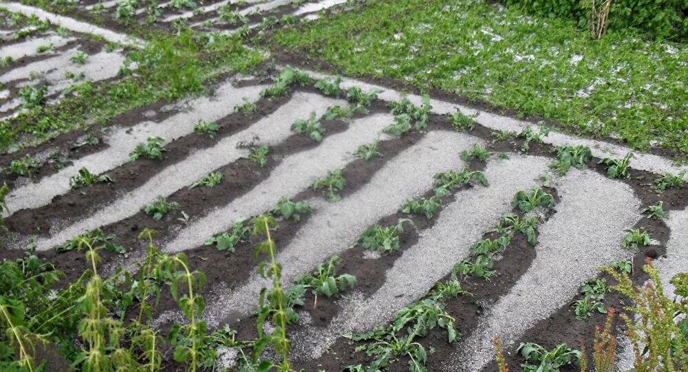 Огород в селе видео. Планировка огорода на 6 сотках. Огород после. Полоть огород. Вспаханная земля в огороде.