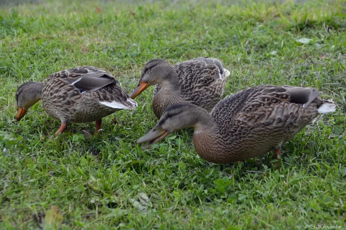 Мускусные утята. Породы уток для домашнего разведения. Породы уток для домашнего разведения. Дикие утки в твери. Эйльсбюри порода уток.