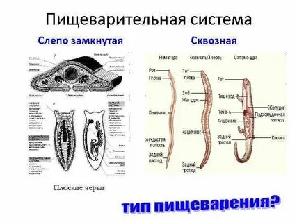 Кто имеет сквозную пищеварительную систему