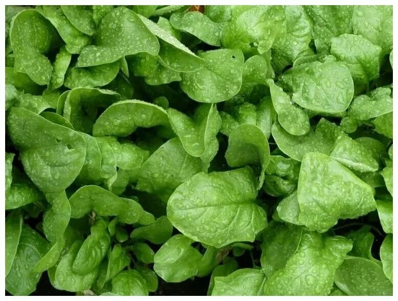 Шпинат гелиос f1. Шпинат сорта. Шпинат утеуша. Шпинат сорта. Шпинат огородный.