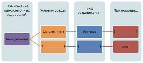 Напишите правильную последовательность размножения хламидомонады
