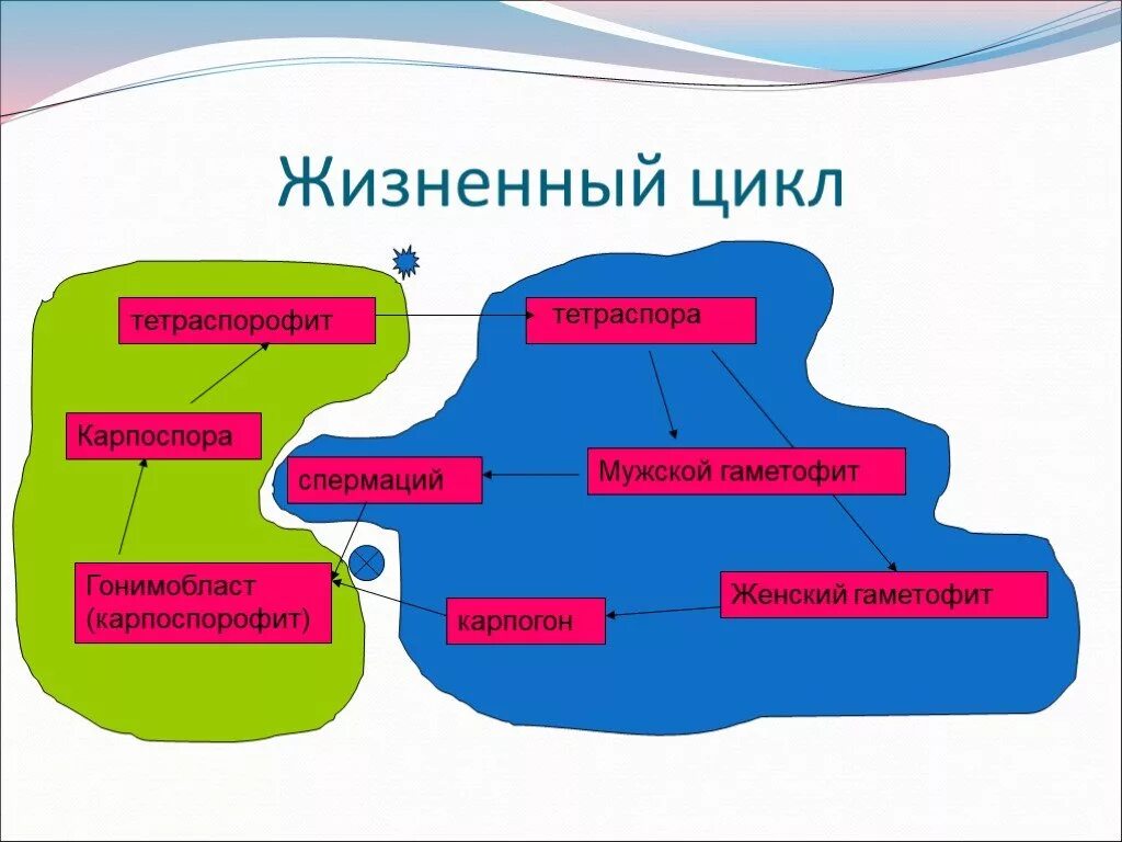 Жизненный цикл батрахоспермума. Цикл развития порфиры схема. Цикл развития красных водорослей. Порфира водоросль жизненный цикл. Цикл развития красных водорослей.
