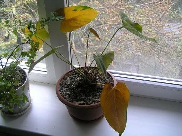 Листья антуриума желтеют и сохнут. Чахнет Антуриум. Антуриум желтеют листья. Антуриум Кларинервиум желтеет лист. Антуриум листья желтеют и сохнут.