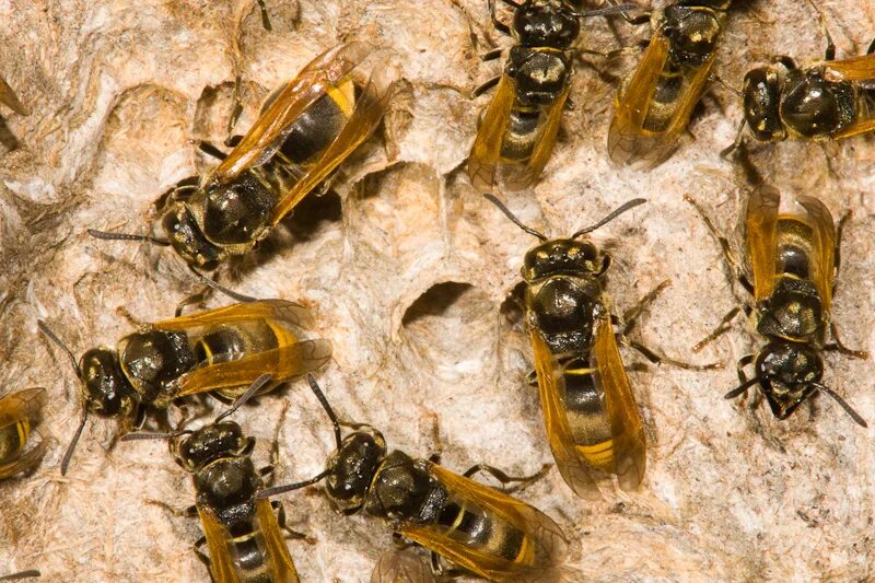 Сколько живут осы. Полибия окциденталис осы. Осиный мед. Мед осы. Семейство осиных.