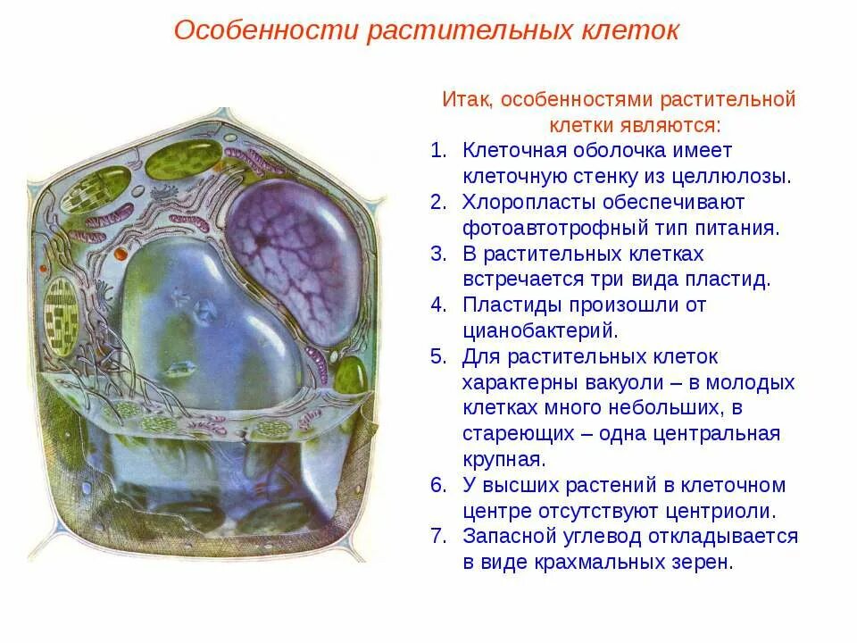 растительная клетка особенности строения клетки. растительная клетка 5 класс биология. строение клетки растительного происхождения. растительные клетки кратко. структура клетки 6 класс биология.