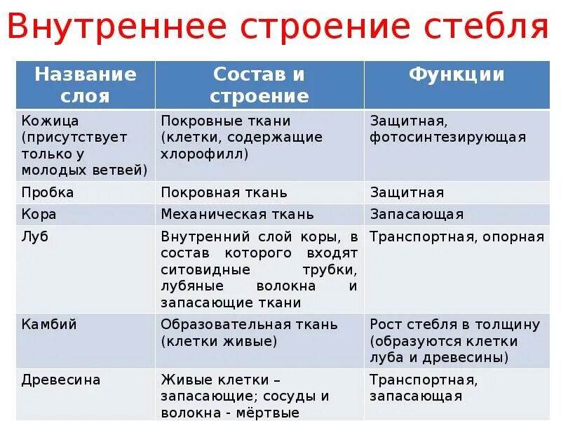 Внутреннее строение стебля функции. Строение и функции стебля 6 класс биология таблица. Таблица строение стебля 7 класс биология. Строение и функции тканей стебля таблица. Строение древесного стебля таблица.