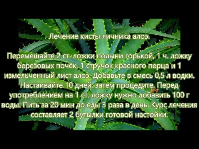 Лечение кисты народными средствами отзывы. Алоэ от кисты. рецепты народной медицины от кисты яичника. травы при кисте яичника. народные методы от кисты.