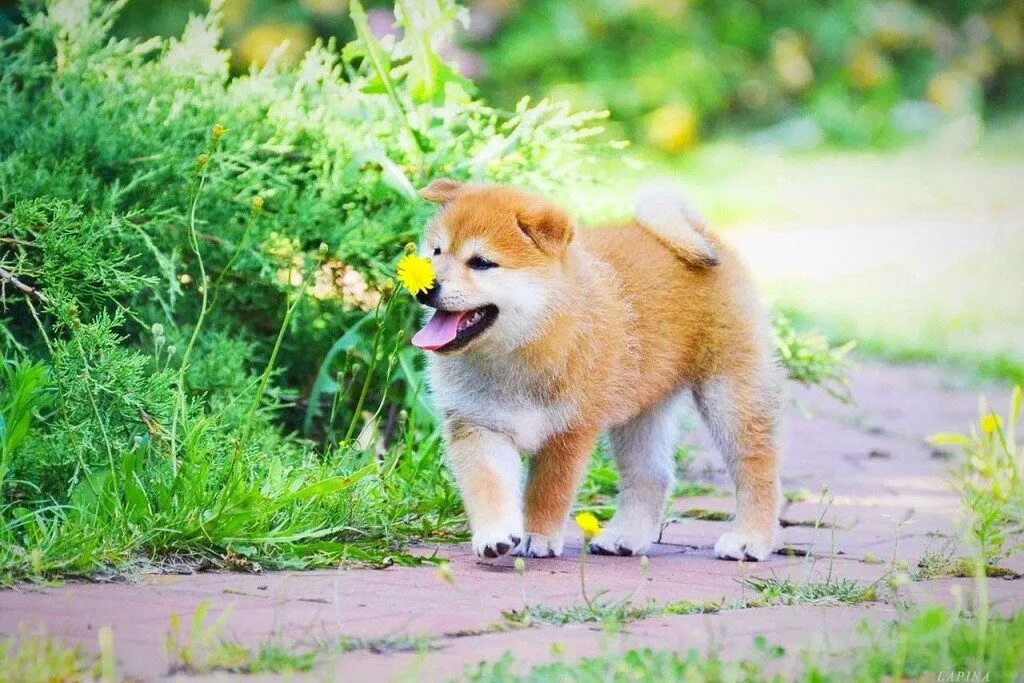 американский сиба ину. собака породы акита маленькая. мини акита ину. японская порода собак акита. собака породы акита маленькая.