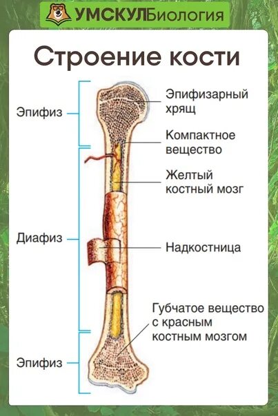 На рисунке изображено строение кости. Строение трубчатой кости биология 8 класс. Строение трубчатой кости ЕГЭ. Трубчатая кость строение рисунок. Строение костей человека надкостница.