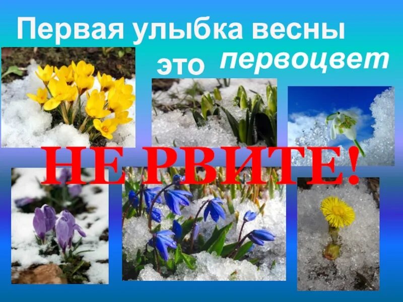 Весенние изменения в природе 1 класс. Весенние изменения. первоцветы для дошкольников. надпись первоцветы. не рвите первоцветы.