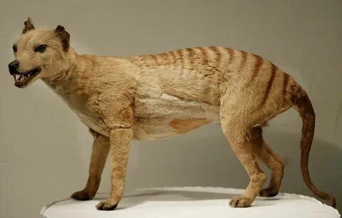 Tasmanian tiger