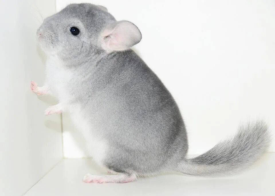 белая шиншилла альбинос. расцветки шиншилл. рыжая шиншилла. цвет шиншилла. шиншилла коричневый бархат.