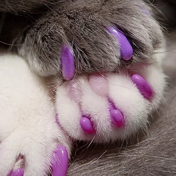 собак от живой. мягкие лапки кмв. накладки на когти для кошек. мягкие лапки кмв. рядом пушистых мягких лапах.