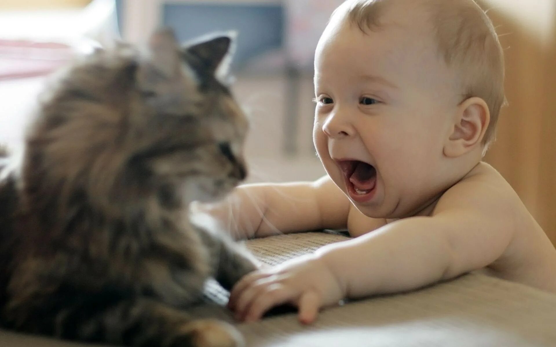 Котенок играет малыша. Смешные дети. Для детей. Животные. Кот для детей. Дети с животными.