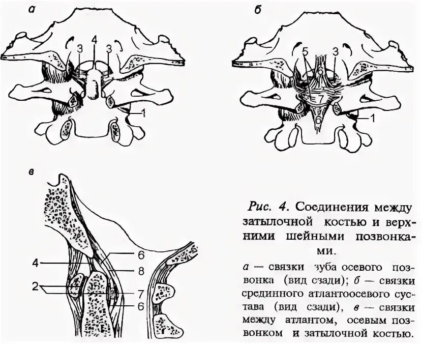 Соединения между затылочной костью. Связки Атланта и осевого позвонка. Связки зуба осевого позвонка. Связки между Атлантом осевым позвонком и затылочной костью. Соединение Атланта и осевого позвонка связки.