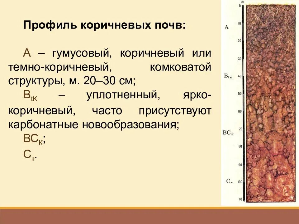 Какие почвы в субтропиках. Почвенный профиль красноземов. Желтоземы профиль почвы. Краснозем почва профиль почвы. Красно желтые ферраллитные почвы профиль.