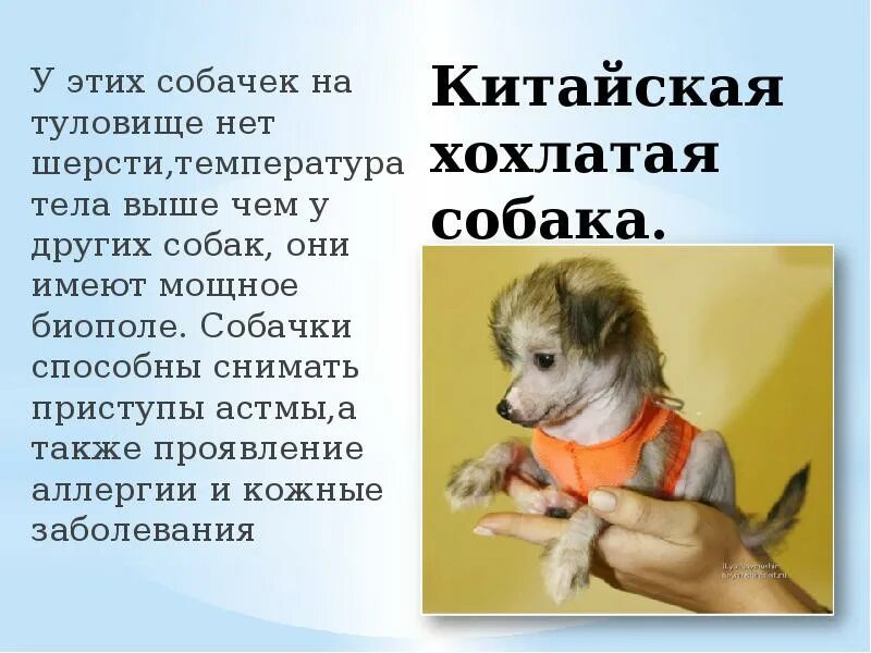 Нормальная температура у собак мелких пород. Нормальная температура тела у собак. температура тела у собак мелких пород. какая нормальная температура у собак. нормальная температура у собаки мелких пород.