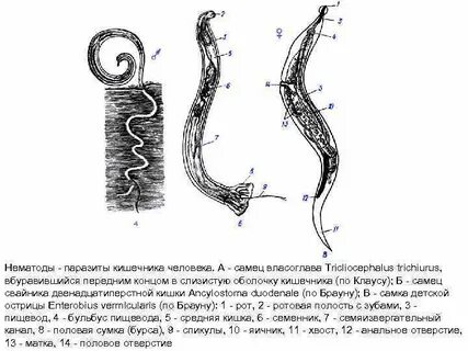 Лечение нематод у человека
