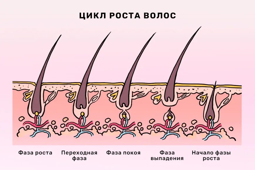 Стадии роста волос. Клетки волос. Скорость роста волос. Естественный рост волос. Почему плохо растут волосы на голове