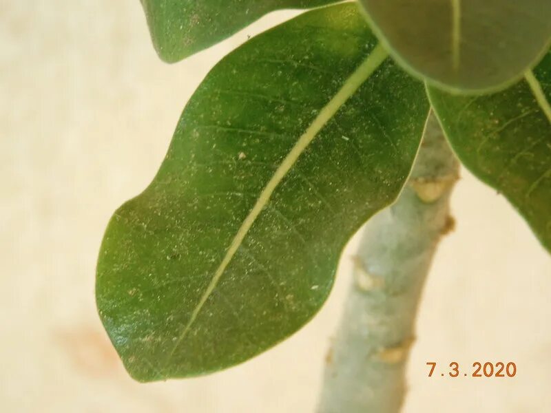 у адениума желтеют и опадают листья