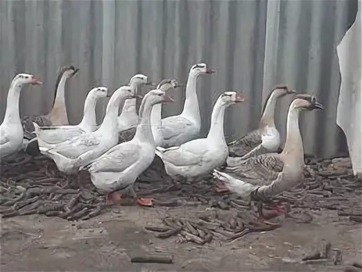 Гуси на племя