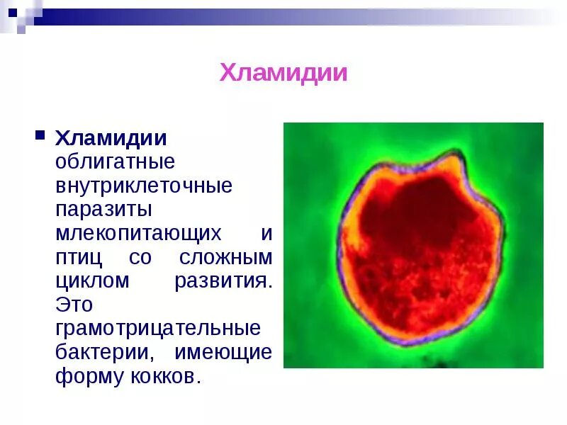 Хламидии это. Возбудитель хламидии микробиология. Хламидии внутриклеточные паразиты. Хламидии микробиология заболевания. Хламидиоз характеристика возбудителя.
