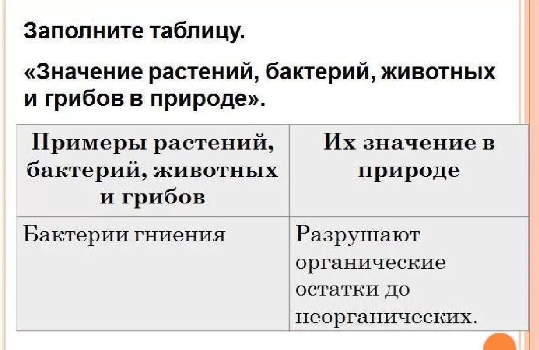 Роль грибов в жизни бактерий. Значение бактерий и грибов в природе. Значение бактерий. Значение бактерий в природе. Значение бактерий грибов животных.