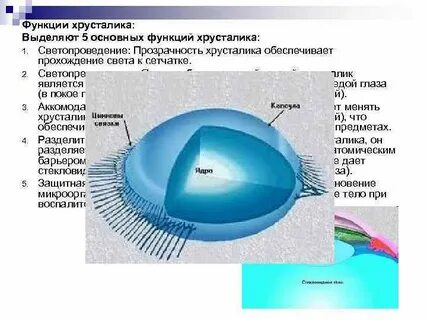 Какова функция хрусталика глаза