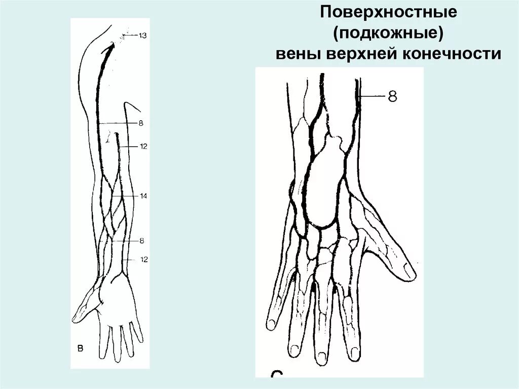 Вены верхней конечности. Кубитальная Вена верхней конечности. Вены верхних конечностей УЗИ анатомия. Поверхностные вены верхней конечности. Поверхностные вены верхней конечности схема.