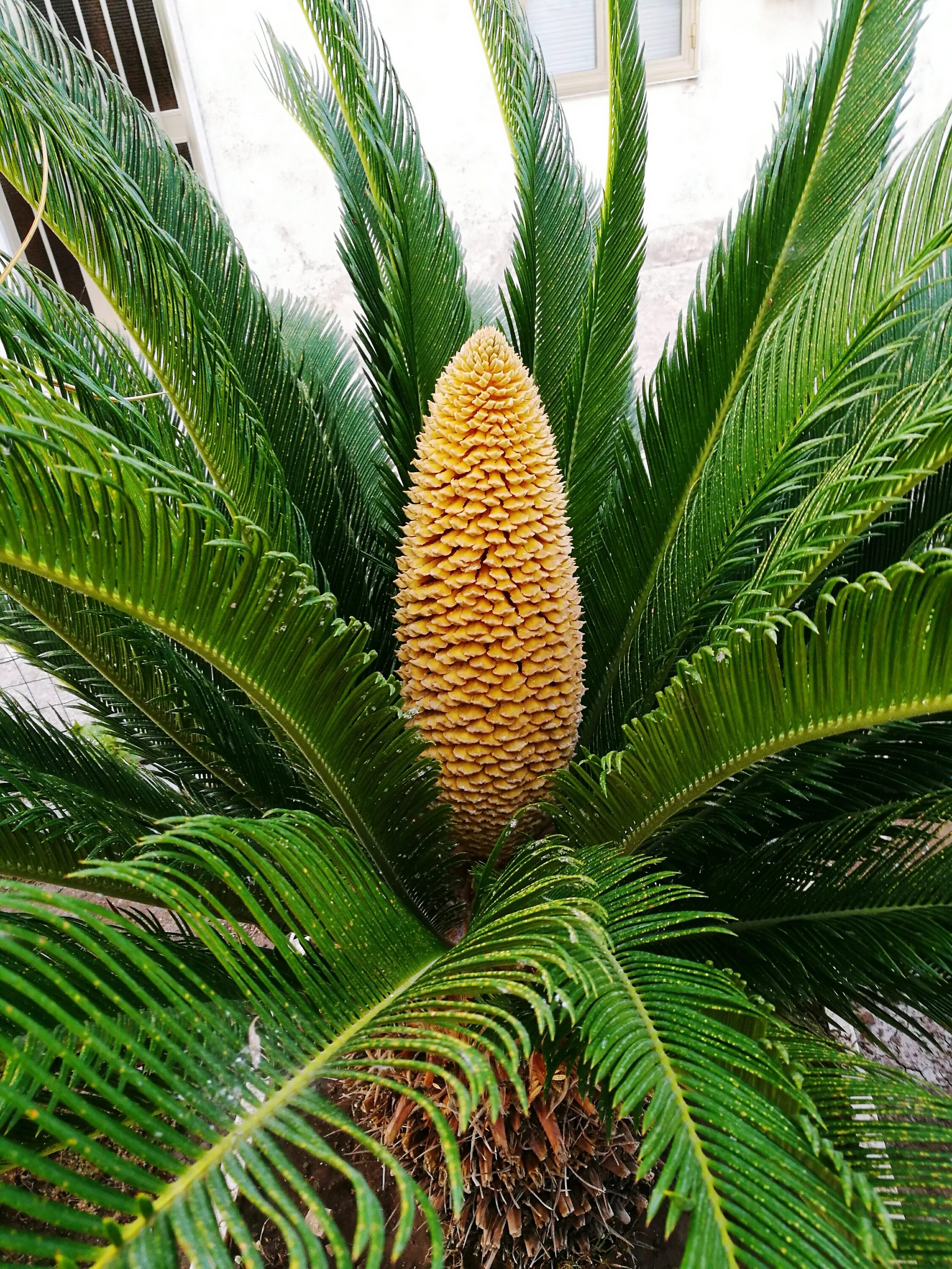 Cycas revoluta