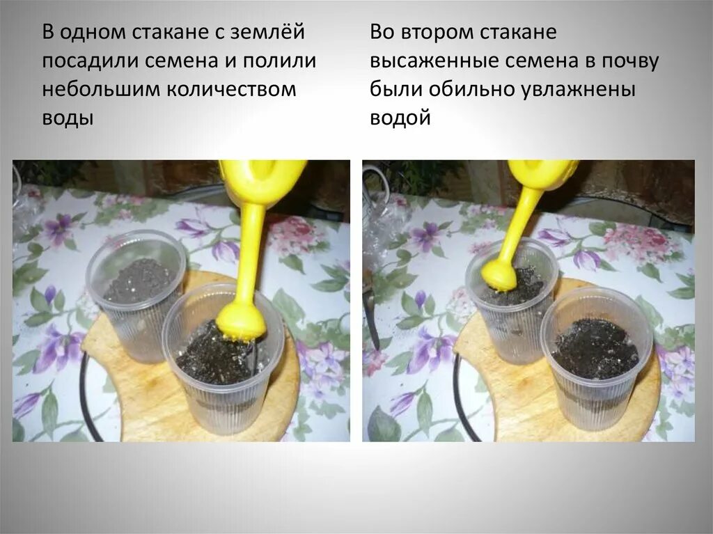 Экспериментатор поместил почву в стаканчик. Семена в стакане. опыты с землей. семена в стакане с землей. опыт с посадкой семян в стаканчик.