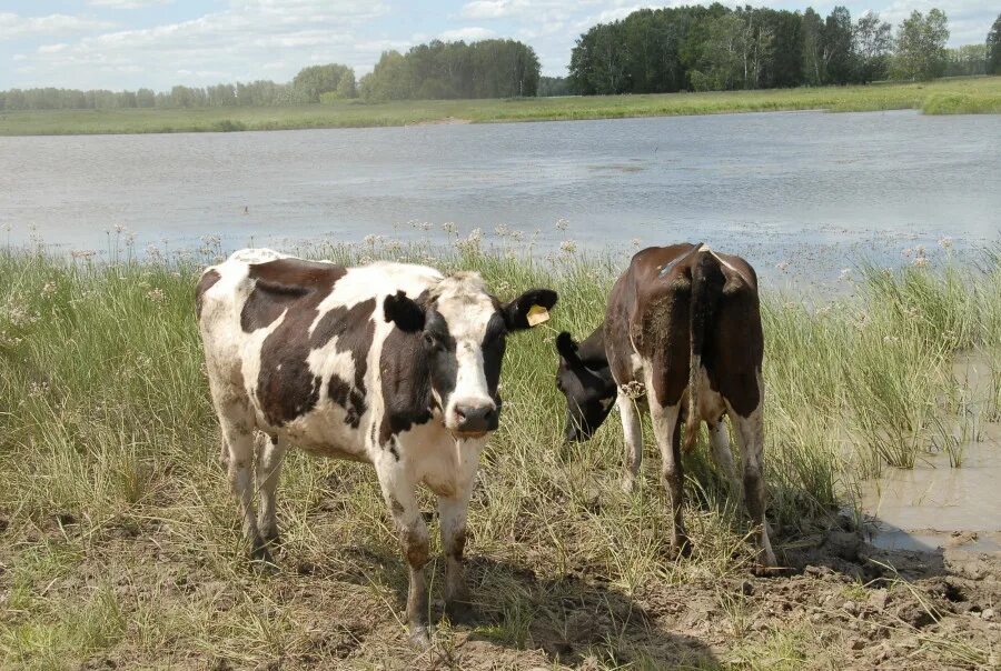Алтайская корова купить. Алтайские коровы. Большое стадо коров. Коровы в России. Коровы на Алтае.
