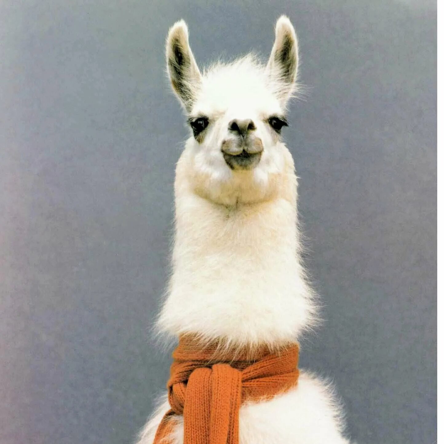 Ламы смешные. Сборки лама. Лама фото. Сборки лама. Разница альпаки и ламы.