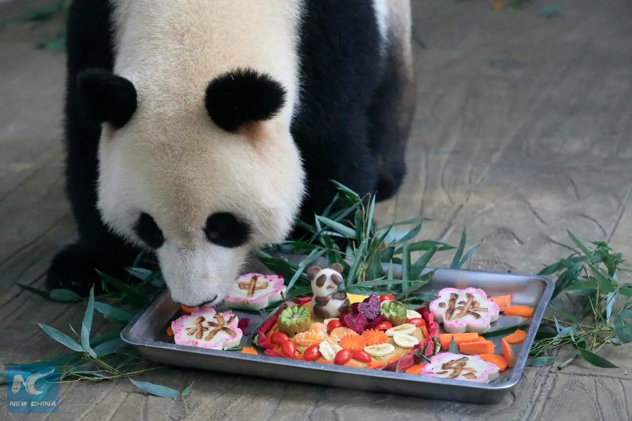 Большая панда что едят. Питание панды. Панда ест. Панда ест бамбук. Еда большой панды.