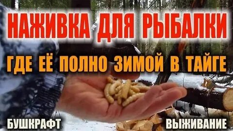 Где взять приманку