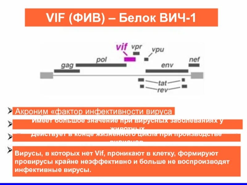 Белки вич. Белки ВИЧ 1. Белок vif это. Строение ВИЧ белки.