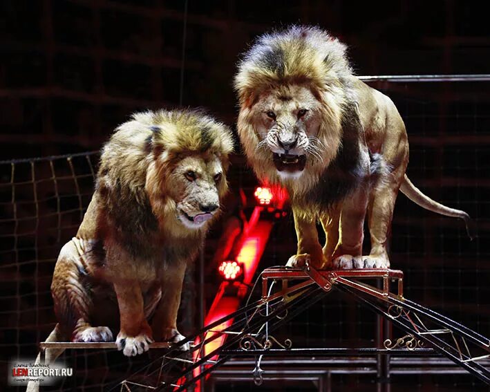 Цирк на фонтанке санкт петербург программа. Программа в цирке на фонтанке в спб. Цирк на фонтанке спб. Цирк на фонтанке приключения итальянцев в россии. Фото цирка санкт-петербург внутри.